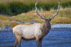 Elk in Wyoming Photo by Constance Knox