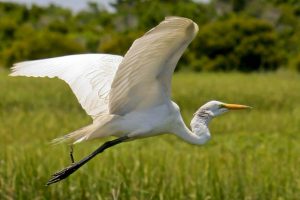 White Egret Photo by Constance Knox